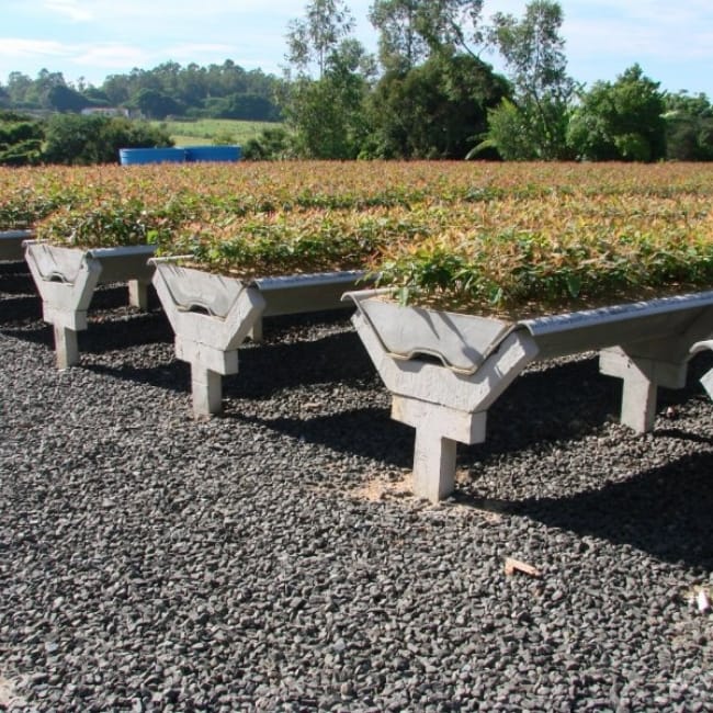 Bancadas de cultivo